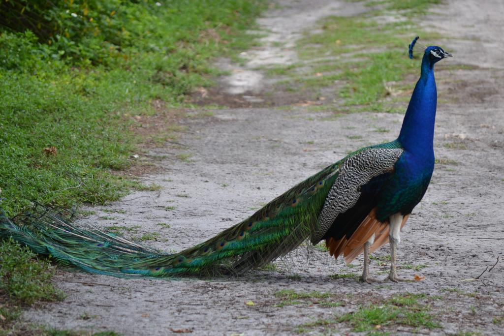 Sigiriya Peacock Homestay Exterior photo